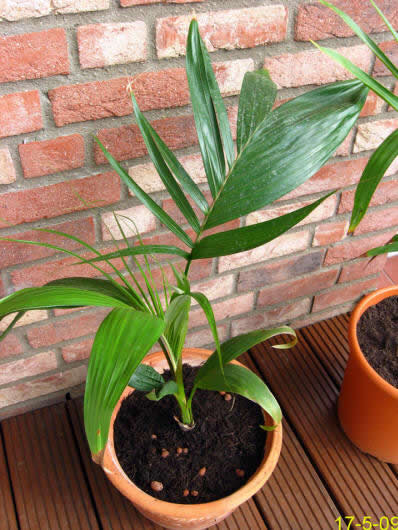 Archontophoenix alexandrae